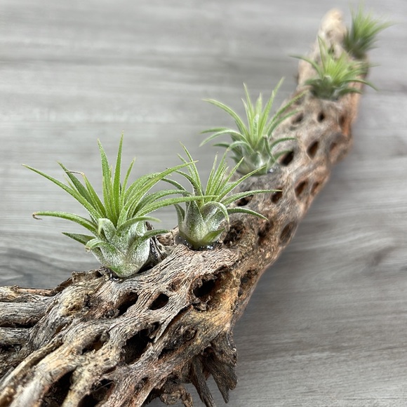 🔆AUR PLANT🔆 DRIED CACTUS DECORATION - Picture 2 of 12